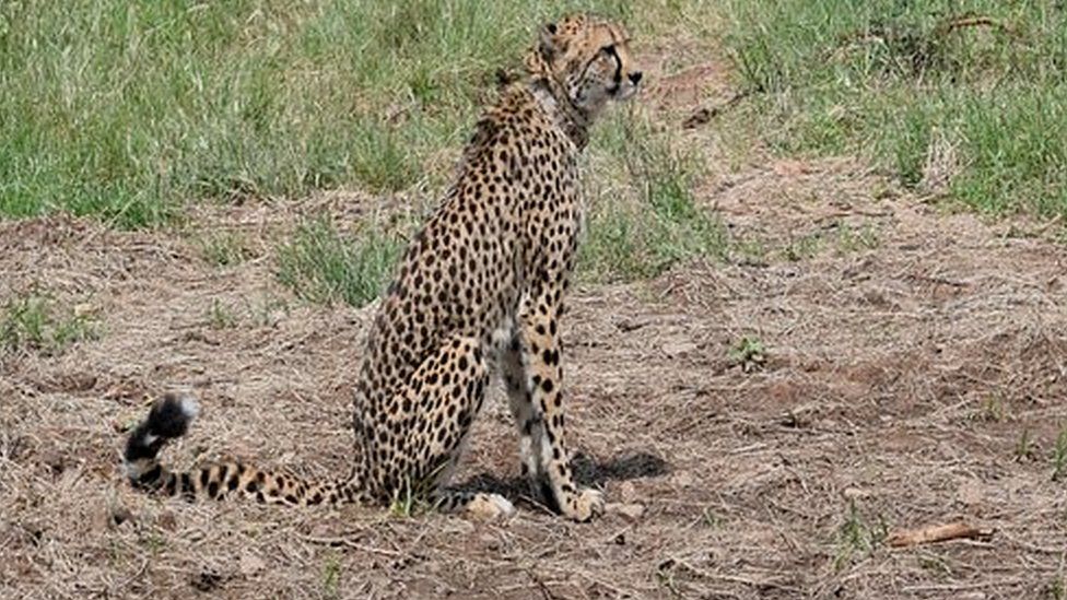 A cheetah with a radio collar around its neck in Kuno national park