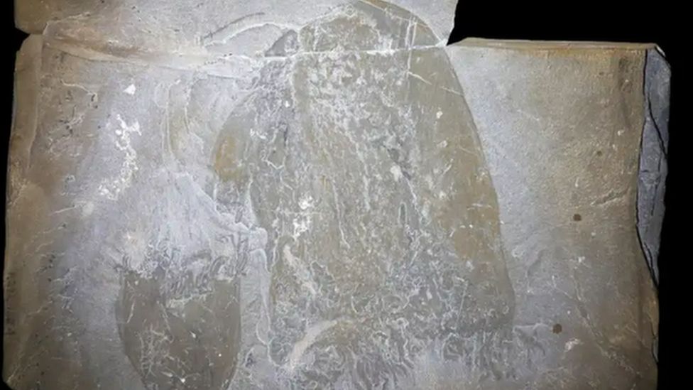 A 505-million-year-old Jellyfish Has Been Discovered - BBC Newsround