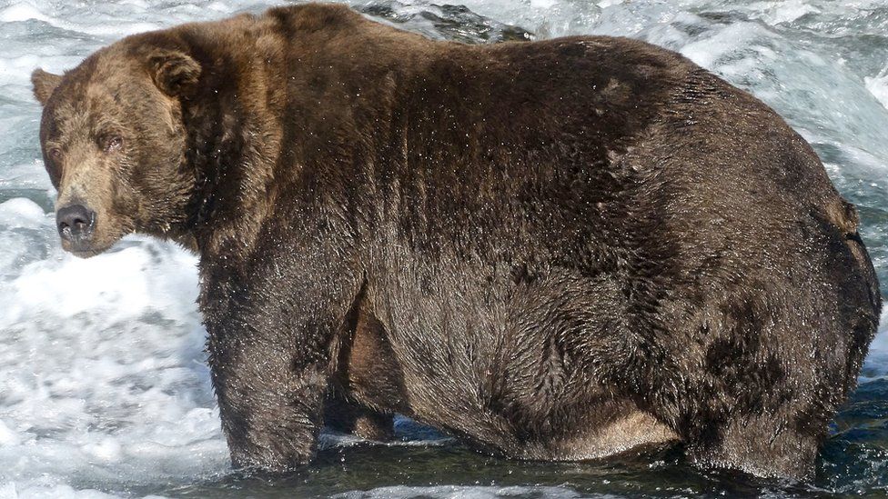 Meet the 'fattest bear of the year' BBC Newsround