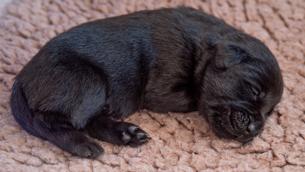 A very young black puppy curled up asleep
