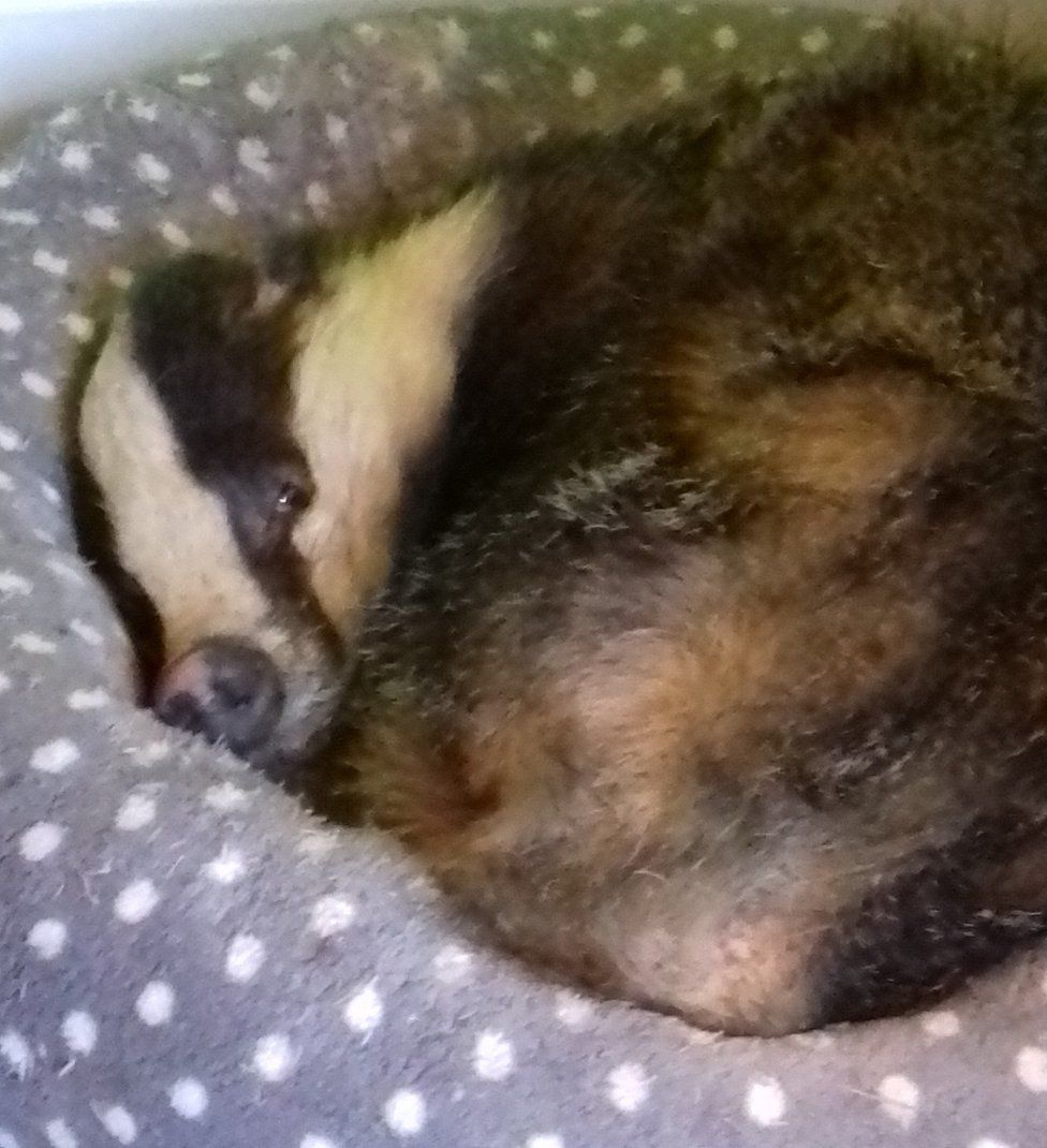 Badger asleep in cat bed