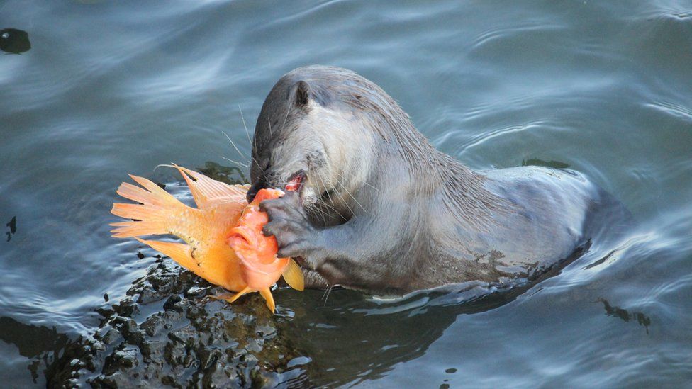 An otter chomping on a fish; shot from side-on