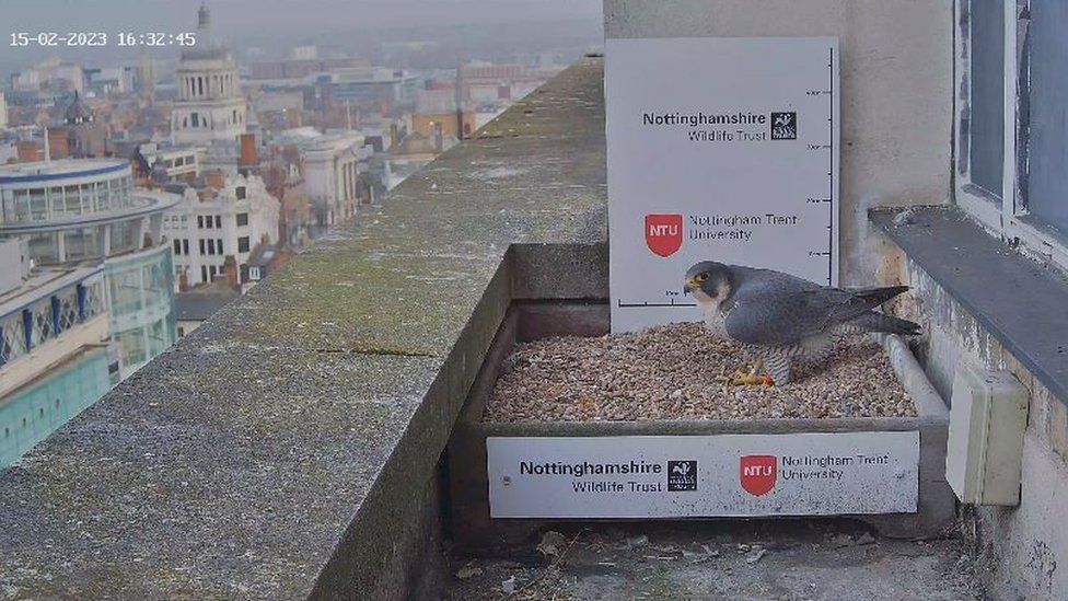 Halcón peregrino en la caja nido del edificio Newton en 2023