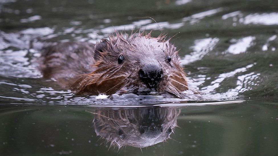 One of the the newly released beavers swimming
