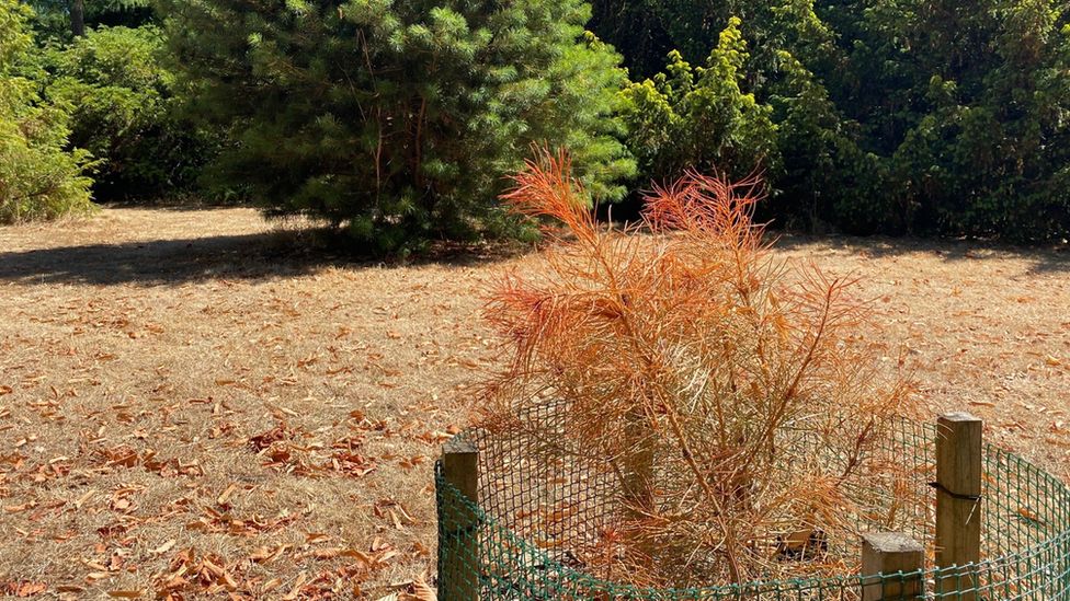 A Chinese Silver Fir tree dies surrounded by parched grass at Royal Botanic Gardens, Kew