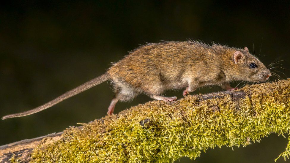 Rata parda silvestre fuerte (Rattus norvegicus) sobre un tronco por la noche