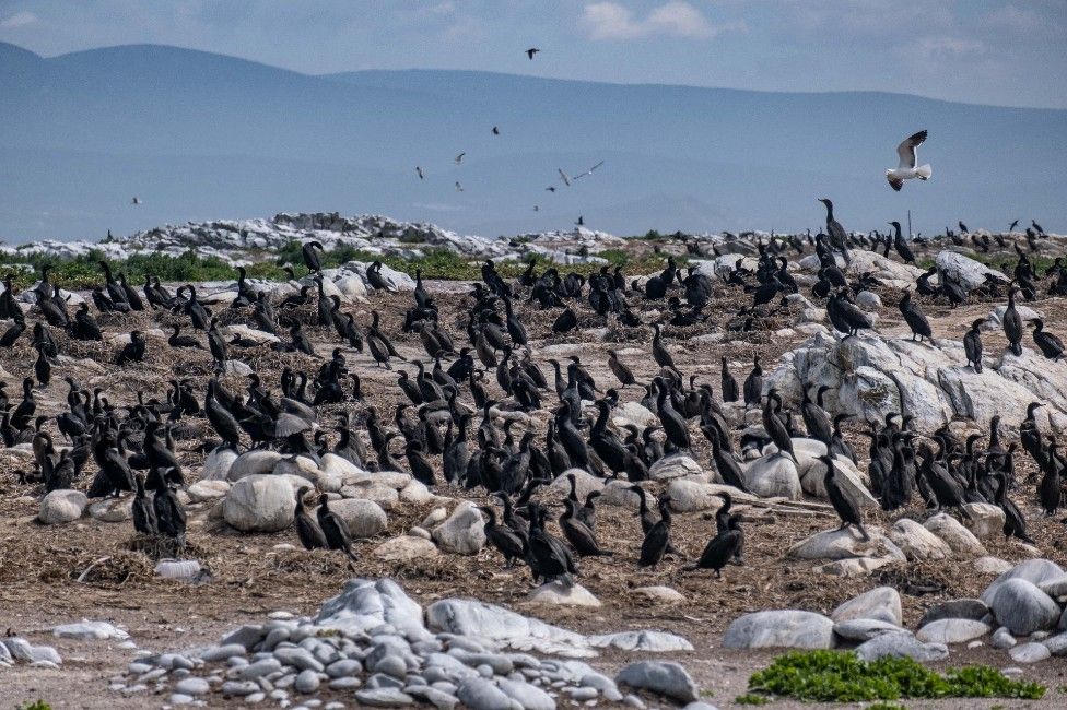 Cormorants on Robben Island