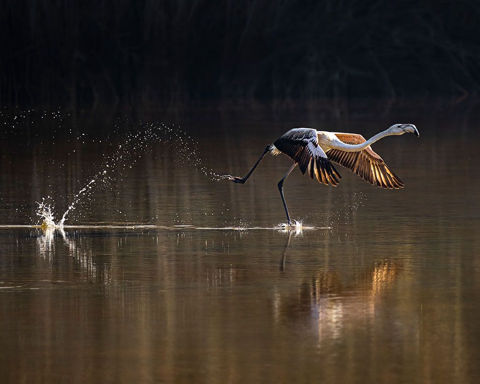 A greater flamingo (Phoenicopterus roseus) takes off on a migration journey across Asia
