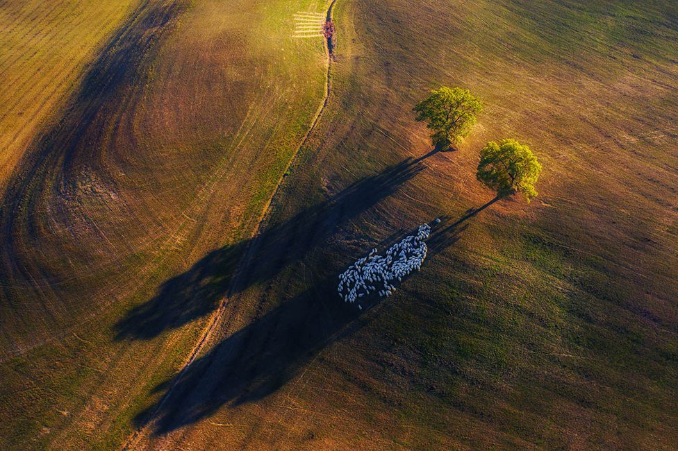 An aerial view of a field with sheep standing in the long shadow of a tree