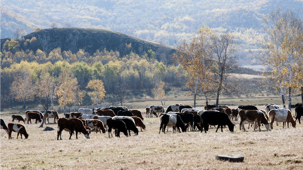 cattle in Inner Mongolia