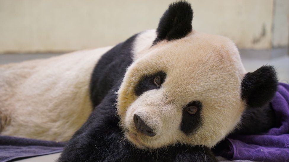 Giant panda gifted to Taiwan by China dies - BBC News