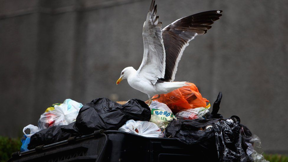 Seagull in the bin
