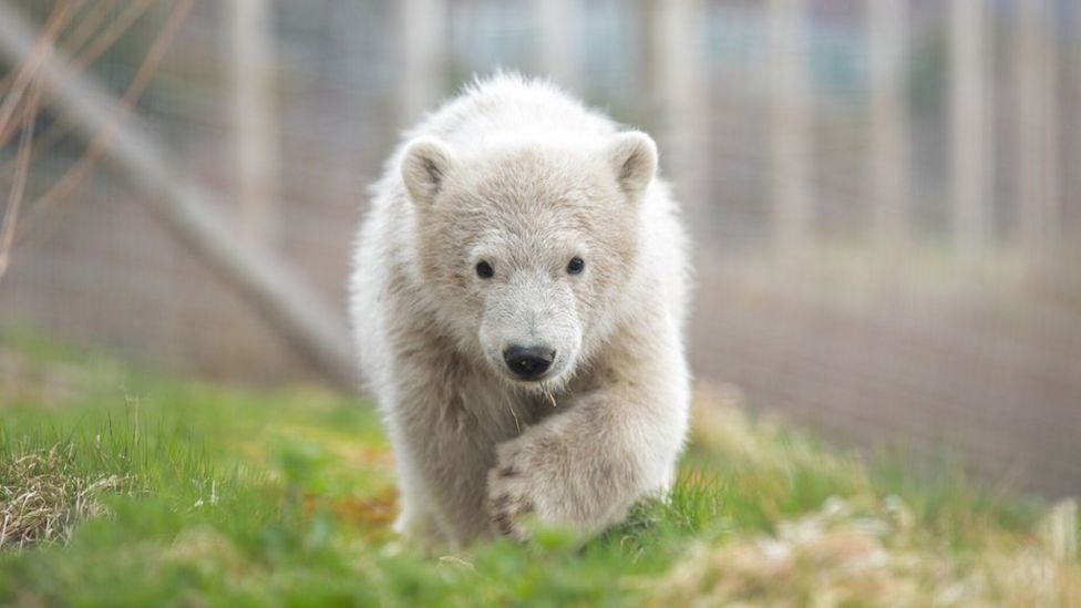 History-making polar bear cub Hamish turns one - BBC News