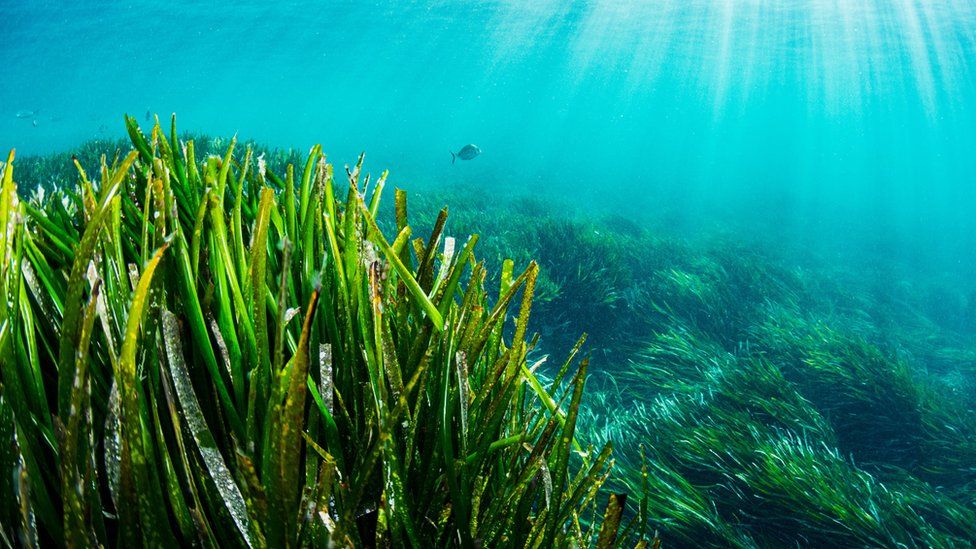 Posidonia: the Mediterranean's 'super plant' - BBC Travel