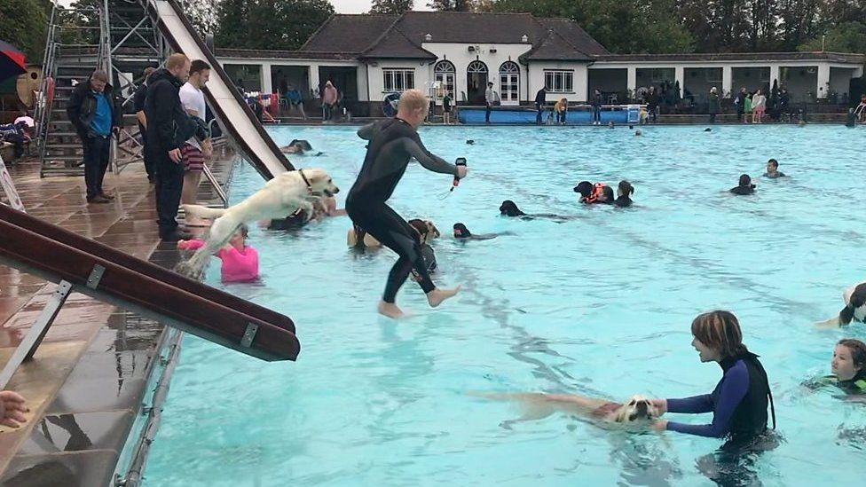 Dogs Join Their Owners For A Swim In Sandford Parks Lido Bbc News