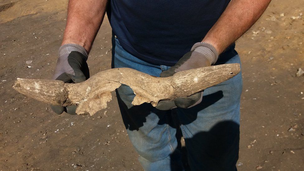 Cattle skull excavated from the boundary ditch