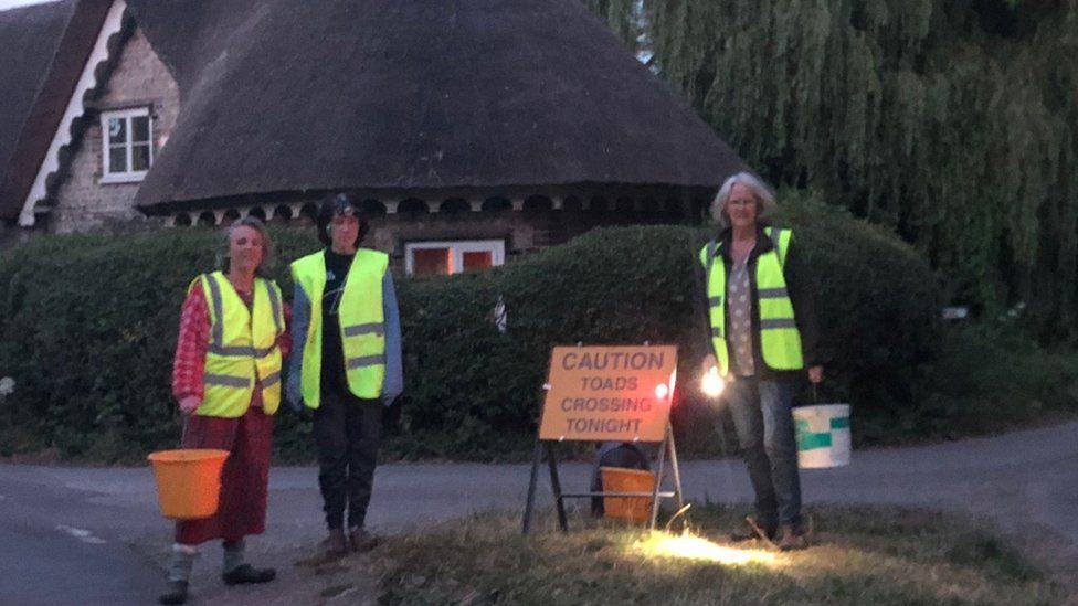 Three people on toad patrol as it gets dark on a lane in front of a thatched cottage. They are wearing bright safety jackets, holding torches and buckets.