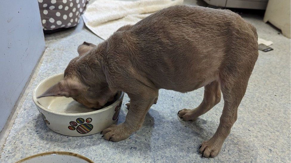 The French bulldog eating from a bowl