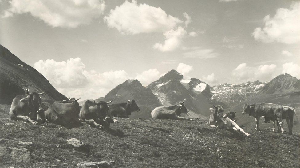 File photo of Alpine dairy farming