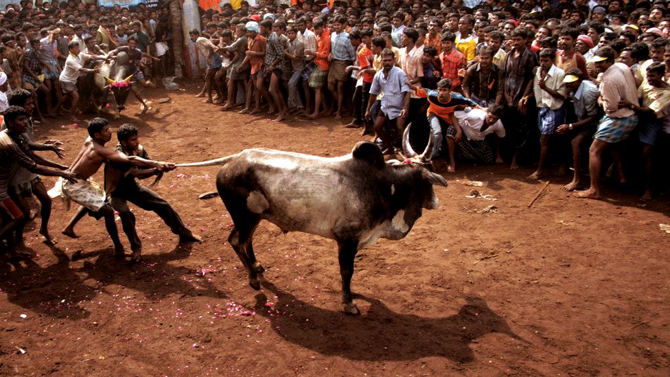 Contestants trying to tame a bull by holding its tail in Tamil Nadu (file photo)