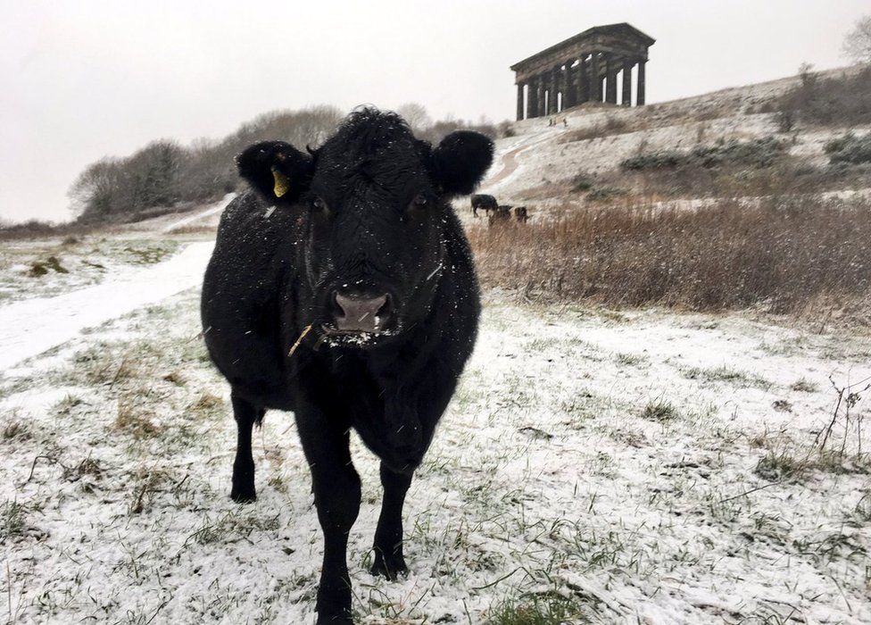 Cattle near the Penshaw Monument near Sunderland