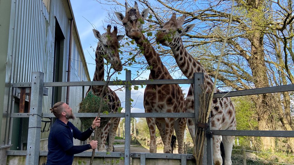 Keeper feeding giraffes