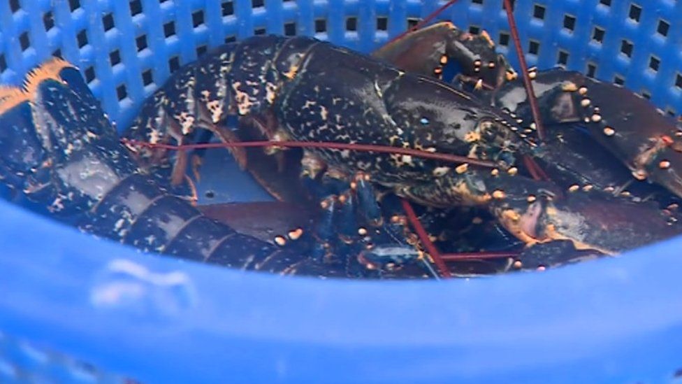 Bucket of lobsters