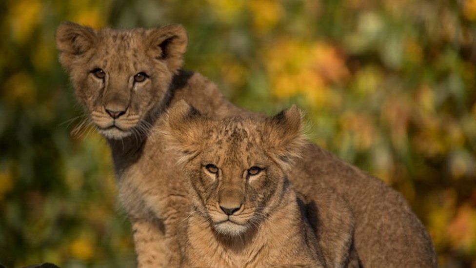 Two lion cubs, Zemo and Zala