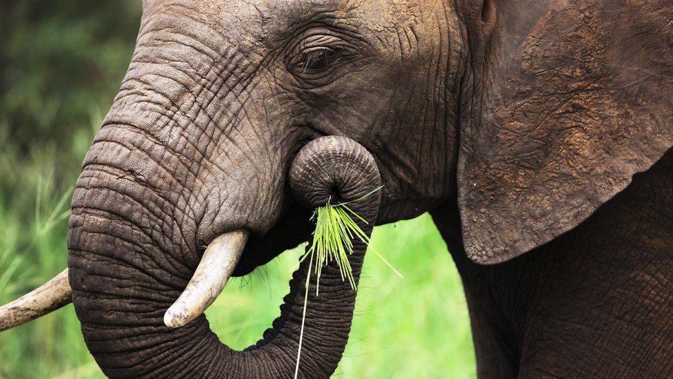 Elephants: Why their trunks are like vacuum cleaners - BBC Newsround