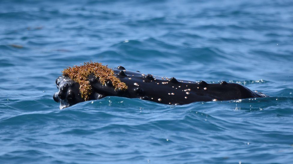 Горбатый кит с водорослями на голове