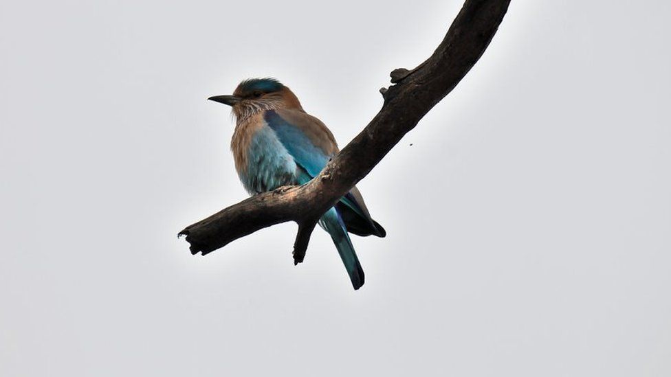 Indian roller in Bharatpur