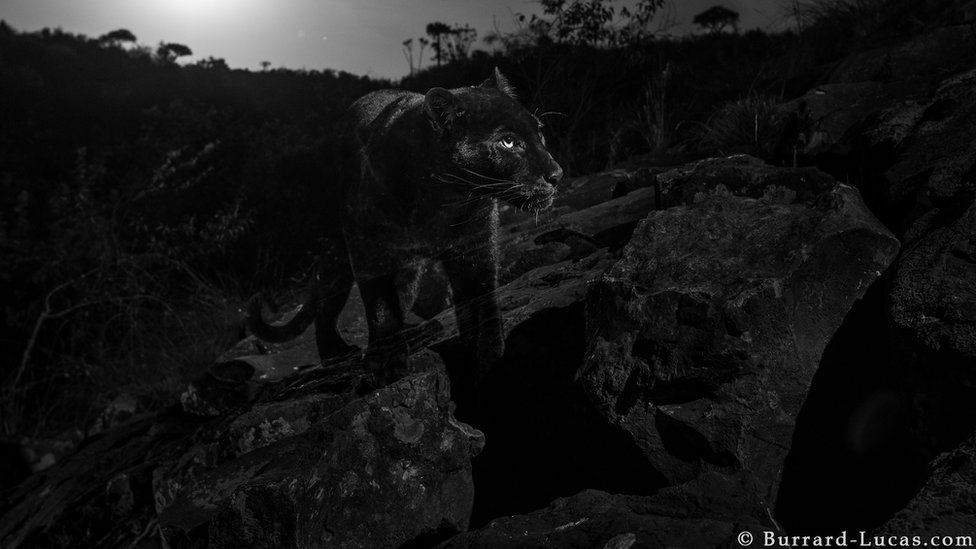 A black leopard captured in the wild