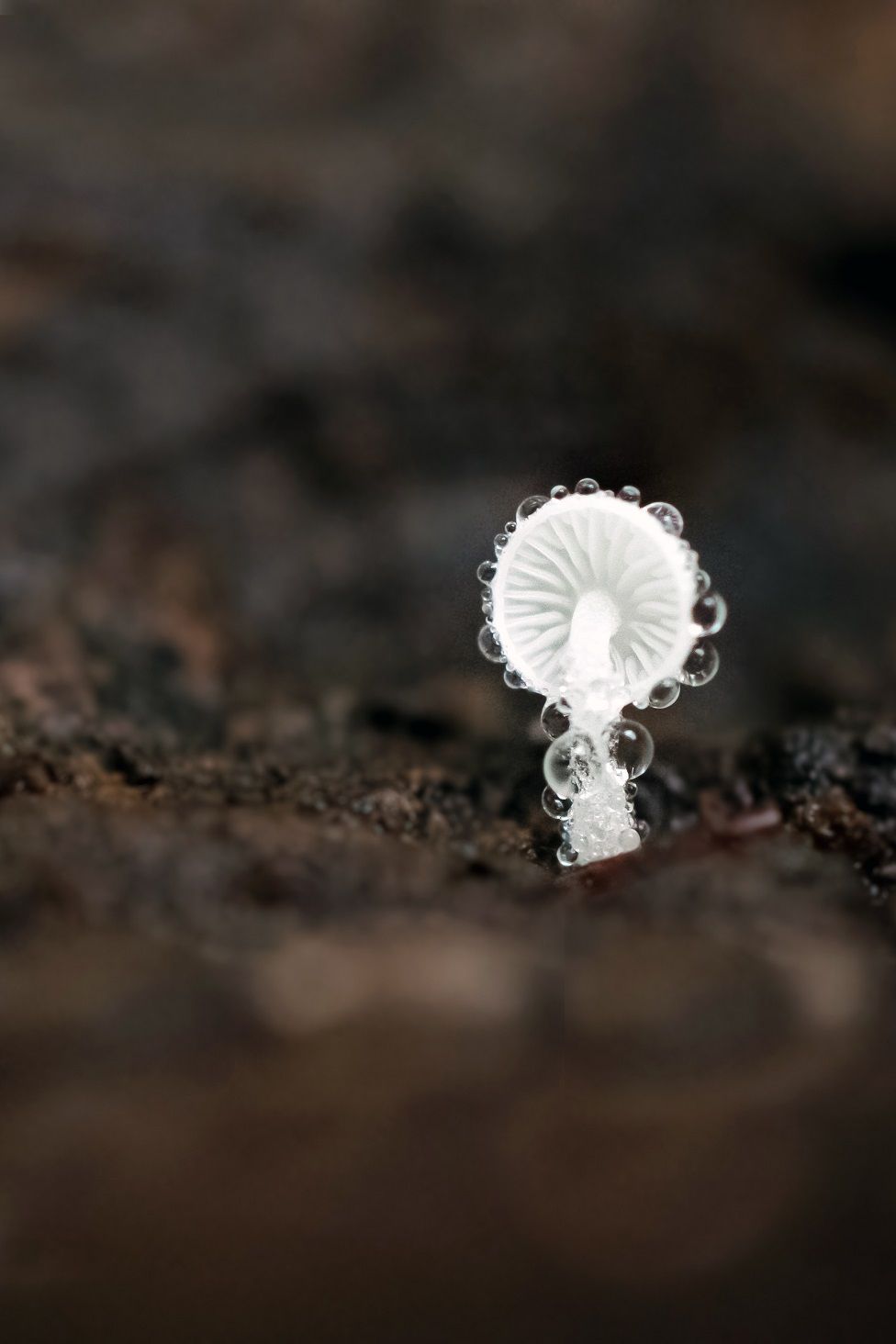 A mushroom covered in dew