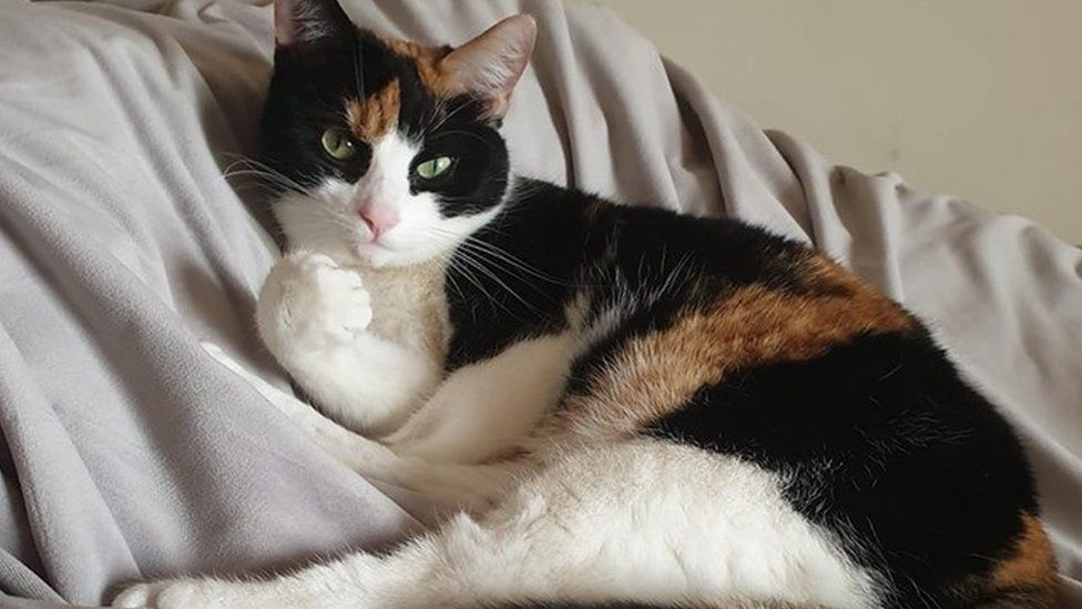 tinkerbell cat collar