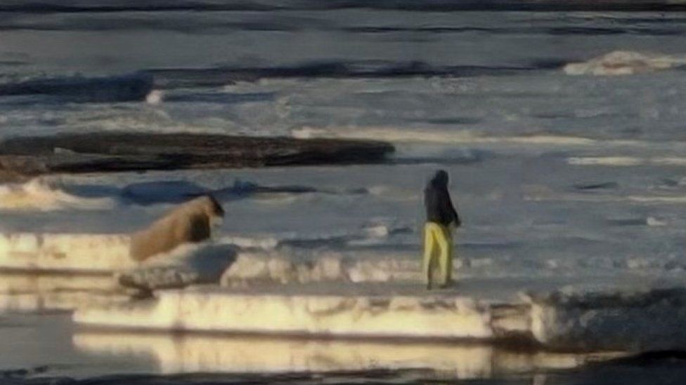 Man seen approaching a walrus connected  an crystal  floe
