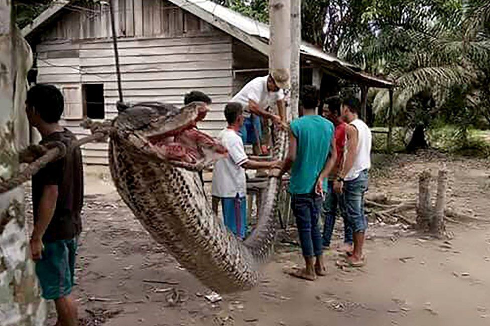 This handout picture taken on 30 September 2017 and released on October 4, 2017 by the Batang Gansal Police shows villagers beside a 7.8 metre (25.6 foot) long python which was killed after it attacked an Indonesian man, nearly severing his arm, in the remote Batang Gansal subdistrict of Sumatra island.