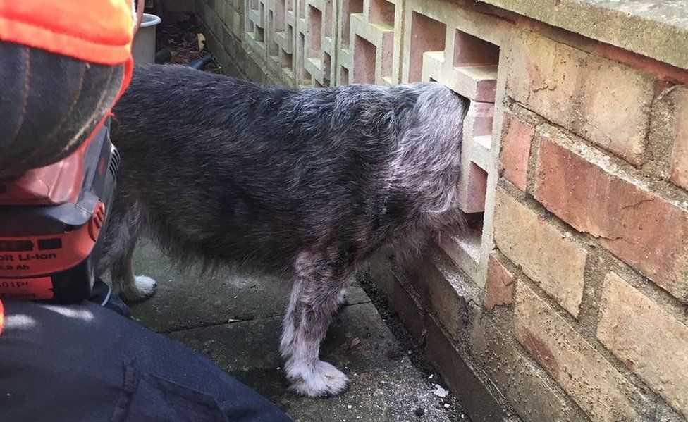 Dog stuck in wall
