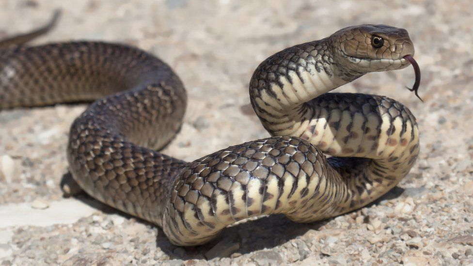 brown-snake.