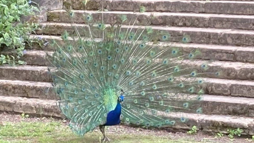 Peacock Newstead Abbey