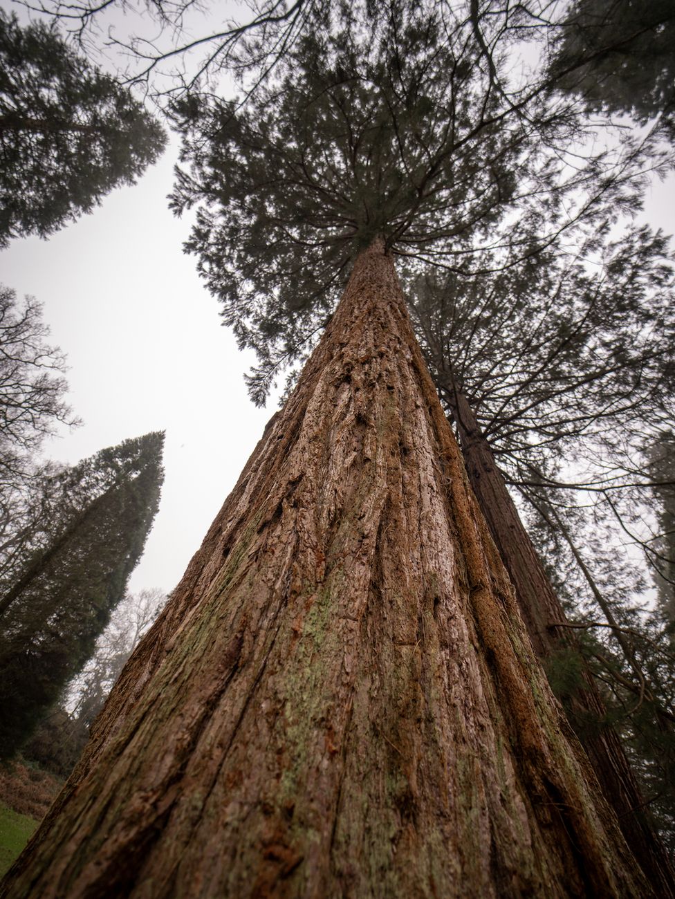 UK giant redwood