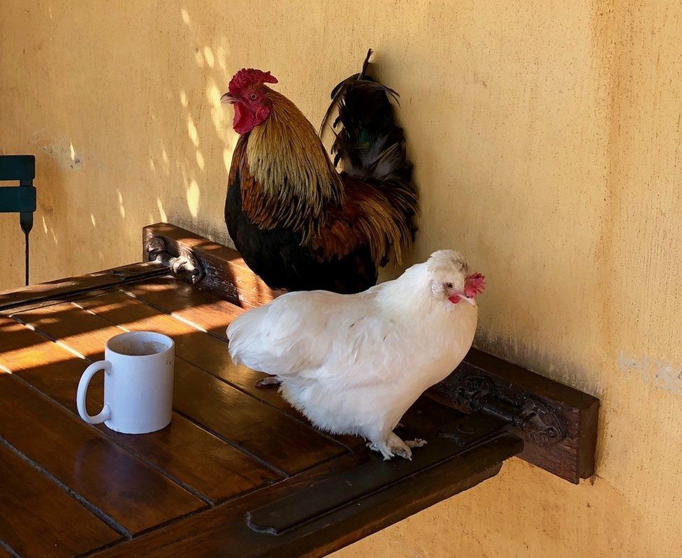 Chickens next to a mug