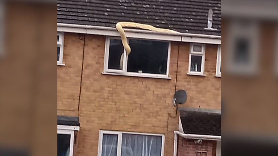 Snake on a roof