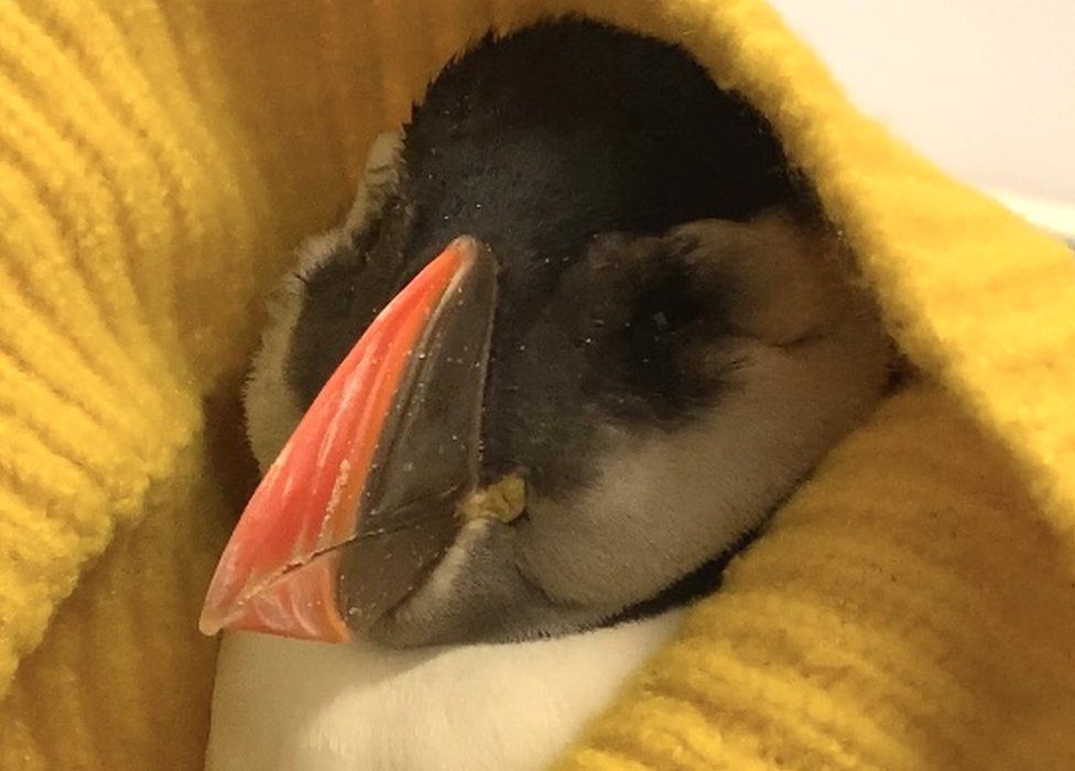 Recovering puffin