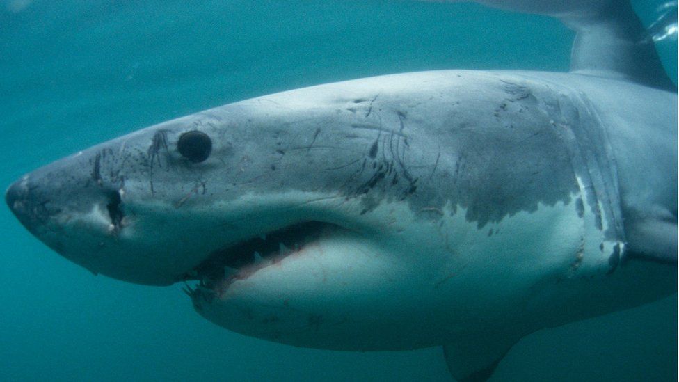 great white shark side view attack