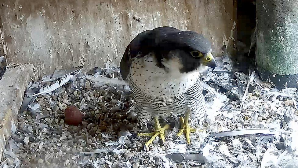 Leicester peregrine with first egg of 2023