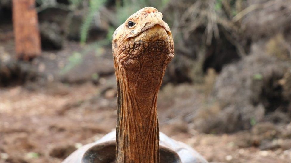 Diego, the giant tortoise of the Espanola Island