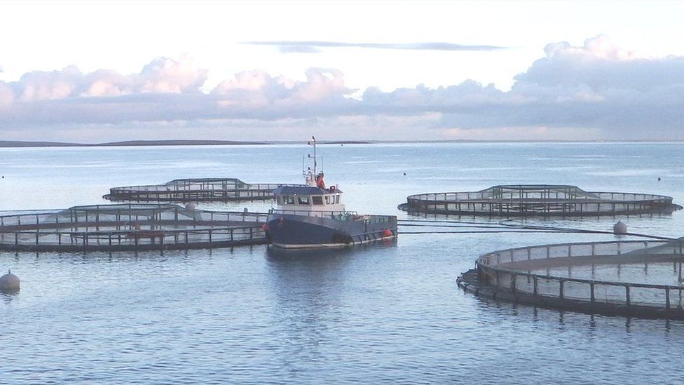 Scottish Sea Farms farm