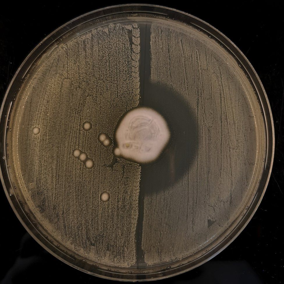 Fungus and bacteria (c) Claire Raisen