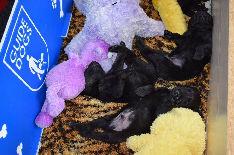 Three black puppies lie sprawled out in the whelping box