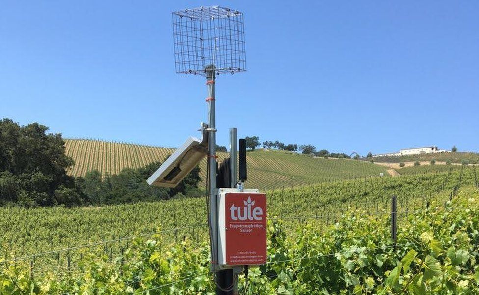 A Tule sensor in a vineyard
